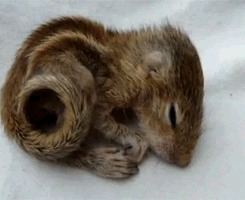 The Cutest Baby Squirrel Of All Time