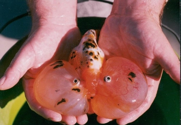 The Goldfish Test