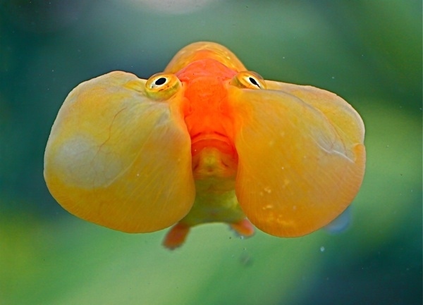 The Goldfish Test