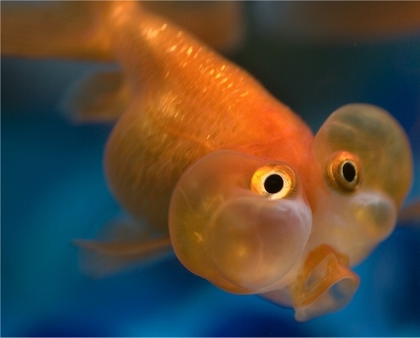 The Goldfish Test the-goldfish-test