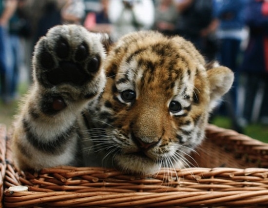 1 Tiger