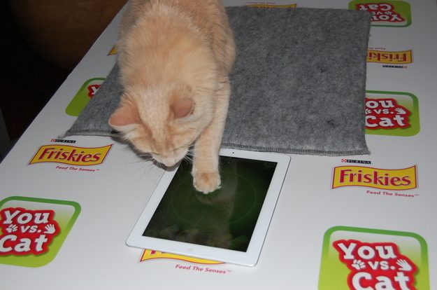 Why your cat needs an iPad