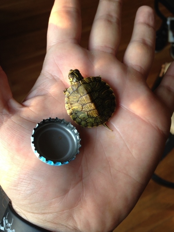 The tiniest turtle that ever lived. Well, okay I can't confirm that, but this is a post about cute things and not about facts.