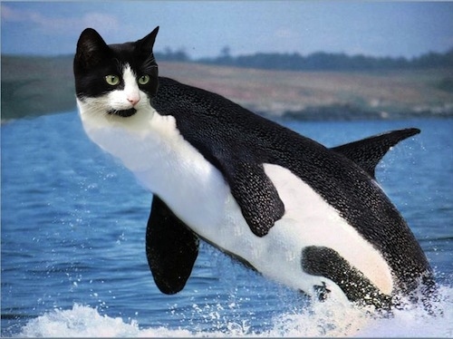 These animals can survive in arctic climates and communicate by puring underwater (Which can be heard from miles away).