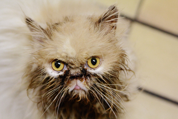 30 Wet Unhappy Cats