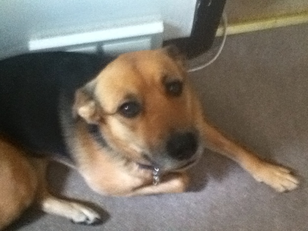 My friend's cute dog :) don't remember the name :(