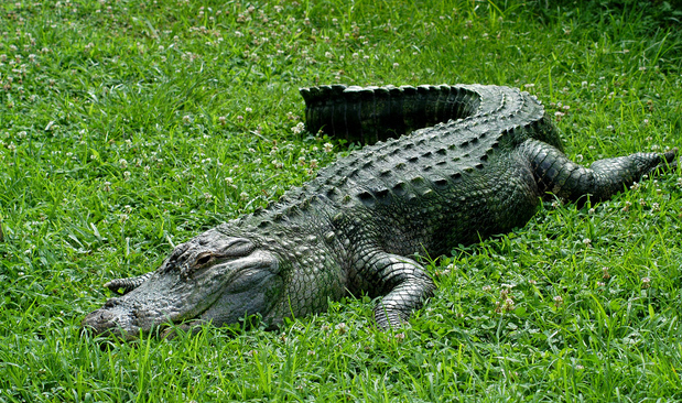 John Quincy Adams had an Alligator.