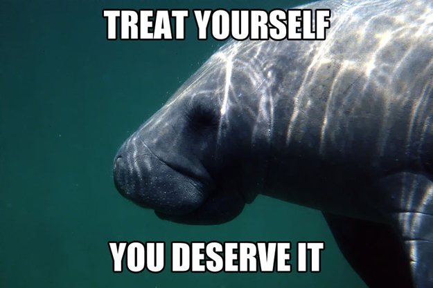 Manatees can help you get through the rough day