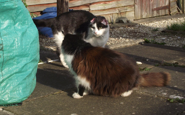 Hates other cats, especially those without ears.
