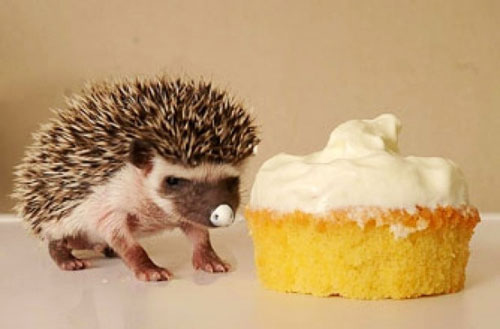This hedgehog thinks you should treat yo'self.