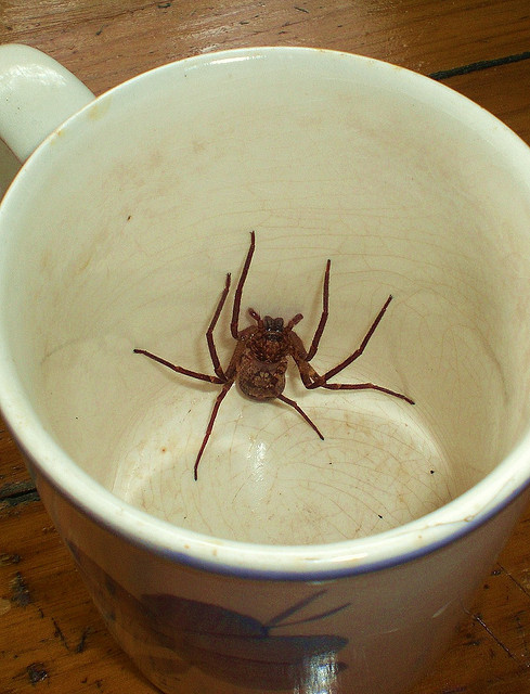 This Spider thinks you should kick back and have a relaxing cup of tea.
