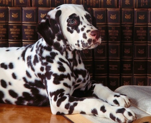 Read books. Lots of books.