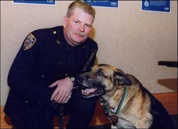 In the immediate wake of the 9/11 attacks, very few people were running toward the ruins of the World Trade Center. But 15 minutes after the collapse of the towers, and amid the utter chaos, a German Shepherd named Appollo became the first dog to arrive at the scene. Appollo was a search and rescue dog from the NYPD's K-9 unit. He narrowly escaped death when burning debris fell on him at the World Trade Center site; luckily, he had fallen in a pool of water just prior to this, preventing any serious injury. For his service, and on behalf of all dogs that served on 9/11, Appollo received the Dickin Medal, an award acknowledging animals that display "gallantry or devotion to duty while serving or associated with any branch of the Armed Forces or Civil Defence Units." The citation read:"For tireless courage in the service of humanity during the search and rescue operations in New York and Washington on and after 11 September 2001. Faithful to words of command and undaunted by the task, the dogs' work and unstinting devotion to duty stand as a testament to those lost or injured."And if this doesn't convince you that dogs are awesome, nothing ever will.