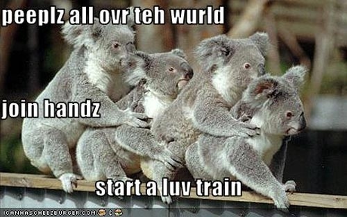 Koala Memes Have All The Koalafications