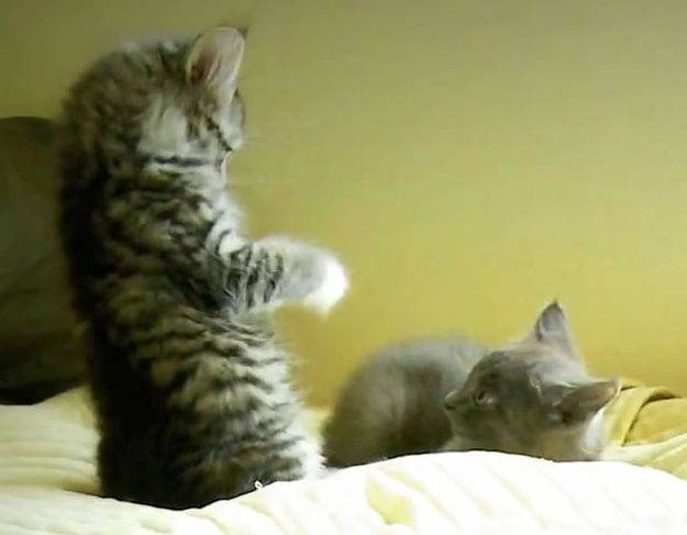 "Rowr. I'm fierce!"
