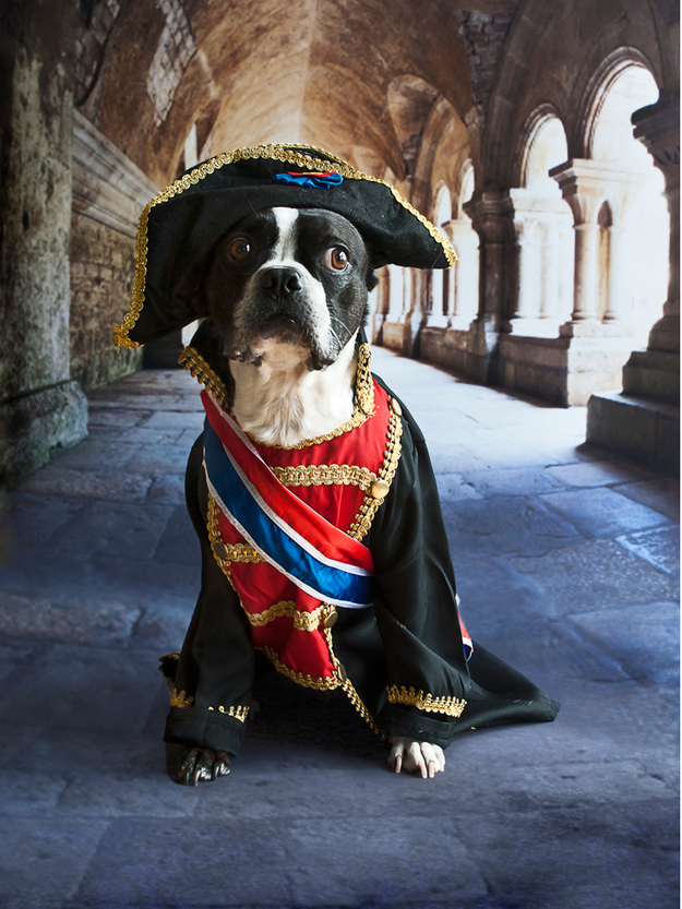 As a puppy, Otis created an uproar by accidentally whizzing on the Bunker Hill monument. Since then, he has been relegated to local parks and backyard BBQs. For a small dog, he's got a big bark. Especially when it comes to Yankees fans.