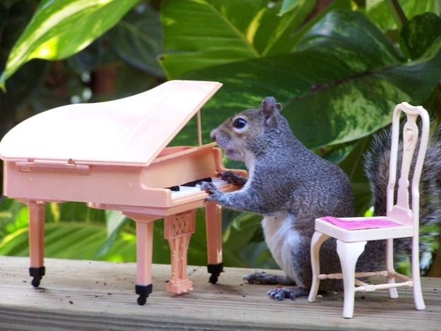 This squirrel has classical training, but plays in an alt-rock band.