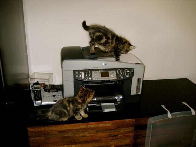 What helpful kittens!