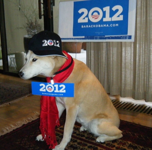 This dog gives up his weekends to canvass for the Obama-Biden ticket.