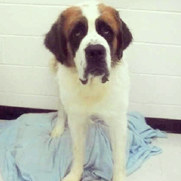 Rigley's a big boy, which means there's even more to love!