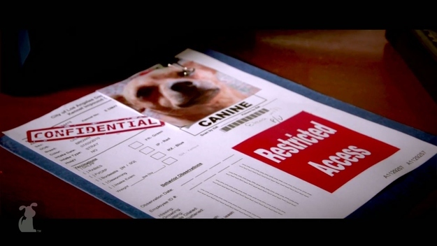 The KENNEL is the CIA of dog kennels...and they they've set their targets on the world's most dangerous rogue canine agent. But they picked the wrong dog to mess with.