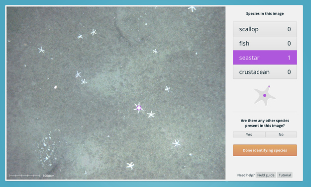 Identifying species. Seastars galore!