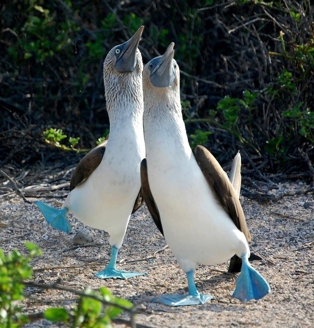 Male blue-footed boobies initiate courtship by alternating spreading their wings and marching in place. The goal of the latter? To show off one's bright blue feet, because apparently they weren't obvious enough by being bright goddamned blue. If a female is sufficiently intrigued, she'll join her potential partner and they'll perform the derpy dance as a duo.