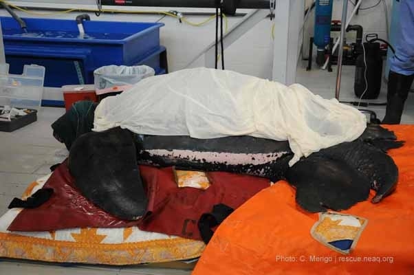 The big guy was transported to the New England Aquarium's Animal Care Center so the Rescue Team could rehabilitate the turtle, pump it full of medicine and other good stuff. The turtle was about 200-lbs underweight!