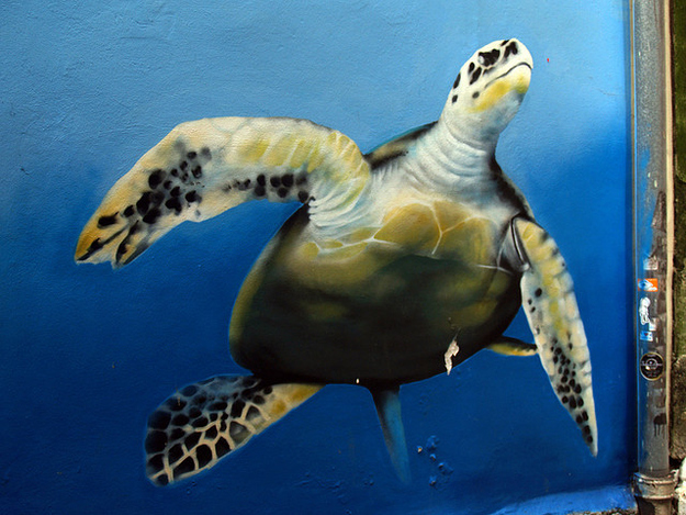 Whimsical Turtle Graffiti