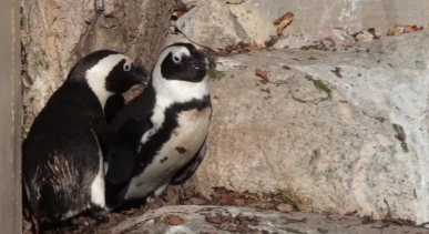 Can't gay penguin lovers be left alone? Heartless zoo demands babies! What next? A larger house and faster car?