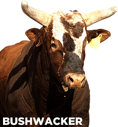 Meet Bushwaker. Ranked as the number one bull right now, this massive beast weighs in at about 1500 lbs. This is one bull you certainly don't want to buck with.