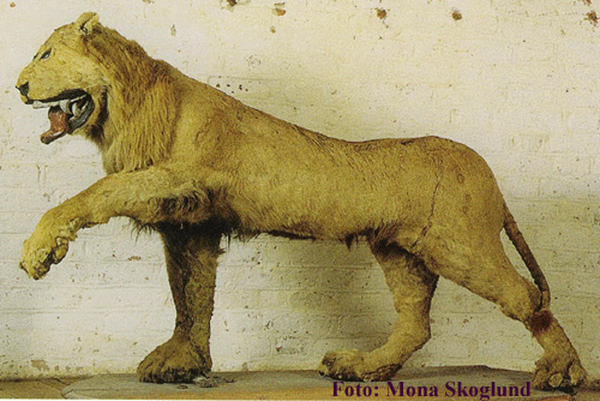 First stuffed deals lion