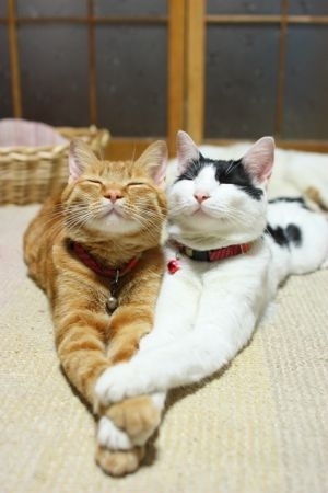 These cats are stretching too.