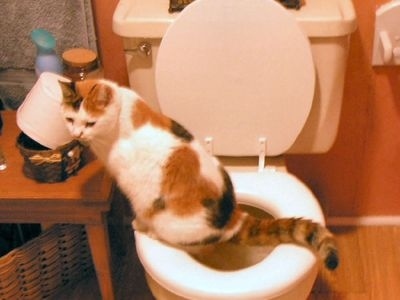 16 Cats Who Can Use The Toilet