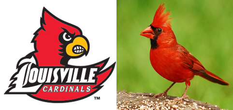 “Robust, seed-eating birds with strong bills”College sports has its share of strong bird nicknames—Falcons, Golden Eagles, Mountain Hawks, etc. But come on, U of L. You had to choose a species that, while pretty, is a vegetarian. Nonetheless, cardinals eat seeds, and buckeye fruit contains seeds. Ipso facto, Cardinals over Buckeyes.