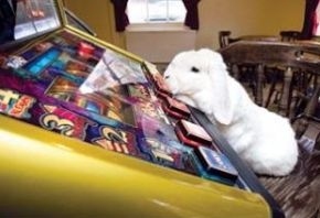 A rabbit at a Worcestershire pub has become addicted to a slot machine. Ian Randall, landlord at the Newtown road pub, moved the rabbit into the bar two weeks ago to escape the cold weather. Mr Randall said his bunny hasn’t bugged the locals by hogging the slot machine and most drinkers have been amazed by his bizarre behaviour. “He’s quite an inquisitive rabbit, and he keeps on looking at the flashing lights and reaching up to press the button.