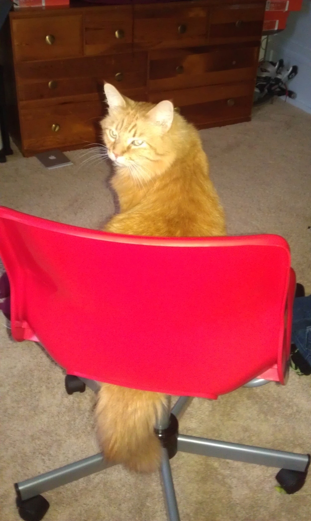 Aww cute tail