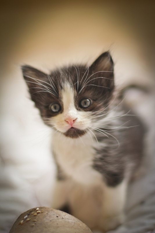 (Tuxedo ticked, white mask, long hair) - The biggest personality, she will run to you when you get home from work, and sit right on your foot. Loves cuddling, playing, exploring and adventuring. She is a very special kitten.