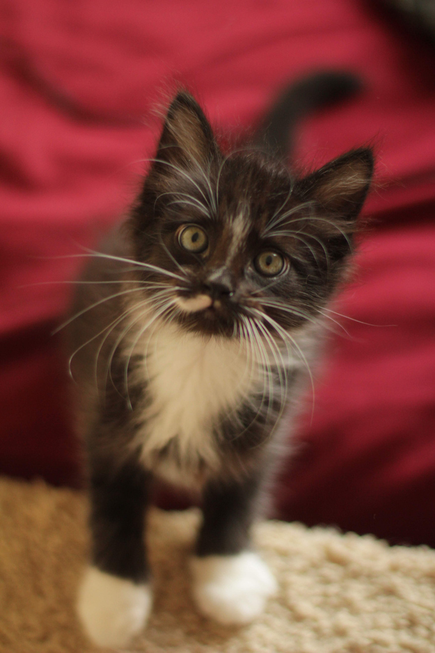 (Tuxedo, ticked, long hair, white half-mustache) A little adventurer, she doesn't fear much of anything. Loves to run and explore, and is gonna be a big kitty. Very funny kitten.