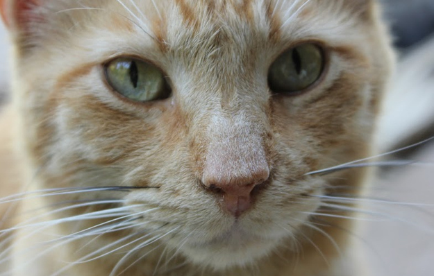 The nose pad of a cat is ridged in a pattern that is unique, just like the fingerprint.