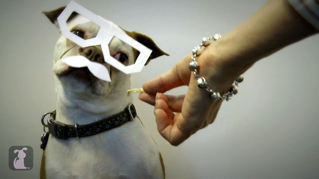 Dubstep Dog... (add your own)