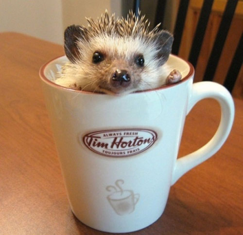This hedgehog thinks you should kick back and have a relaxing cup of tea.