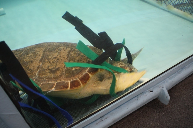 During his long recovery, the rescue team gave him some cloth strips to simulate kelp. Mikey likes it.
