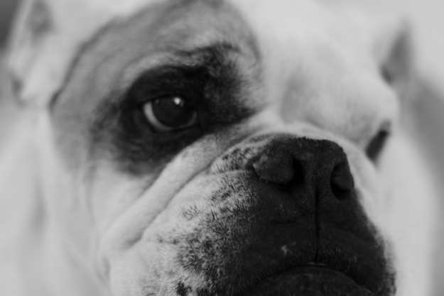 Photo © Luis Augusto FerreiraBosleyCamera: Canon EOS 7DExposure: 0.05 sec (1/20) Aperture: f/2.5Focal length: 50 mm