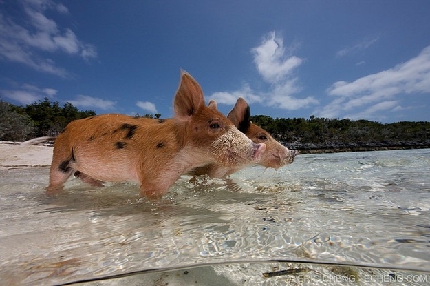 Nobody is sure how the pigs ended up in an island in the middle of the sea, but it’s generally believed that they were left there by passing sailors who may have brought them as a food source. However, the sailors never returned and the lucky pigs rather than end up as bacon found themselves a home.