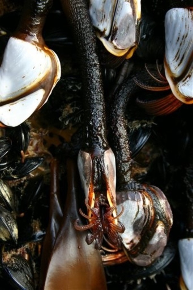 And these are exotic mussels.