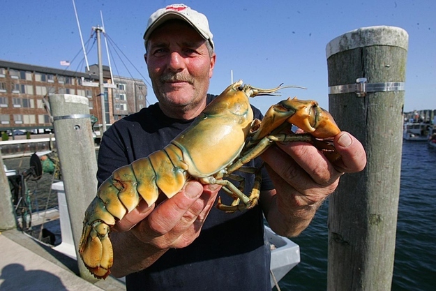 Denny Ingram, pictured above, caught this yellow lobster in Newport, Rhode Island. Approximately 1 in every 30 million lobsters is yellow.