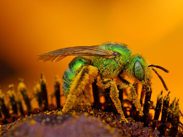 When we think bees, we think yellow and black stripes. But in reality, bees come in a variety of colors, including red, blue, and green. Bees in the genus Agapostemon are not only green, but shiny. If you can stand the joke: green sweat bees are the shiny Pokémon of the bee world.