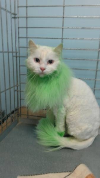 Apparently, this groomer dyed her mom's cat for St. Patricks Day.