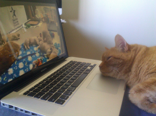 "He's drifting off to sleep, after watching the puppies for a good 5 minutes or so. He wouldn't take his eyes off them."